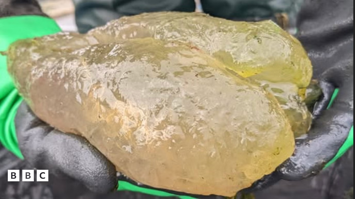 Magnificent bryozoan: What are the giant blobs floating in US waters ...