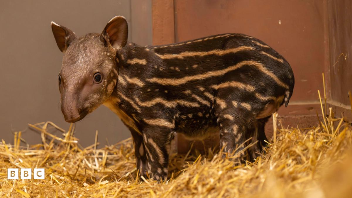 First Tapir Baby Born After 14 Years!