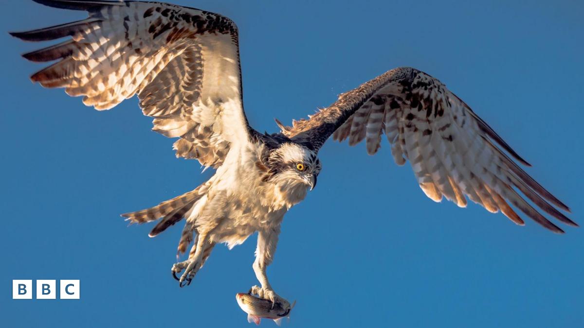 Osprey Kuşlarının Rekor Kırma Yılı