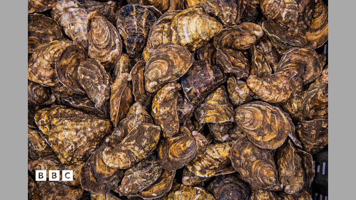 Le Premier Récif d'Huîtres Flottant d'Irlande