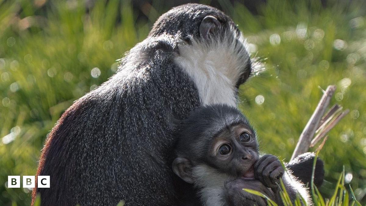 Chester Zoo's Miracle Monkey Birth: Critically Endangered Roloway Primate Born After Life-Saving Surgery