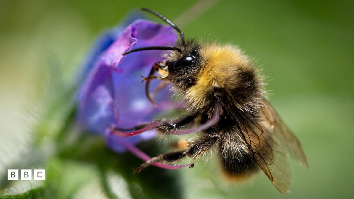 How Global Warming Affects Bumblebees and How You Can Help