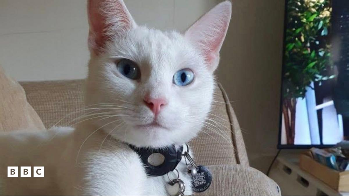 聋猫Dobby的奇妙旅程
