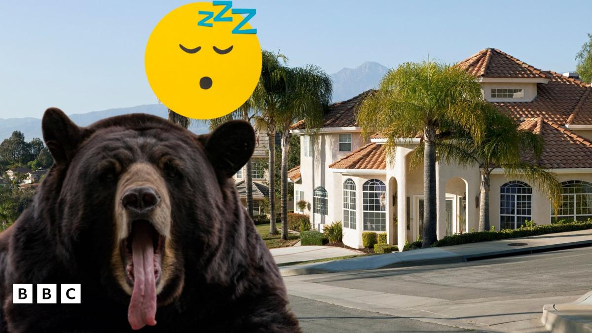 Family in California finds five bears hibernating under their house