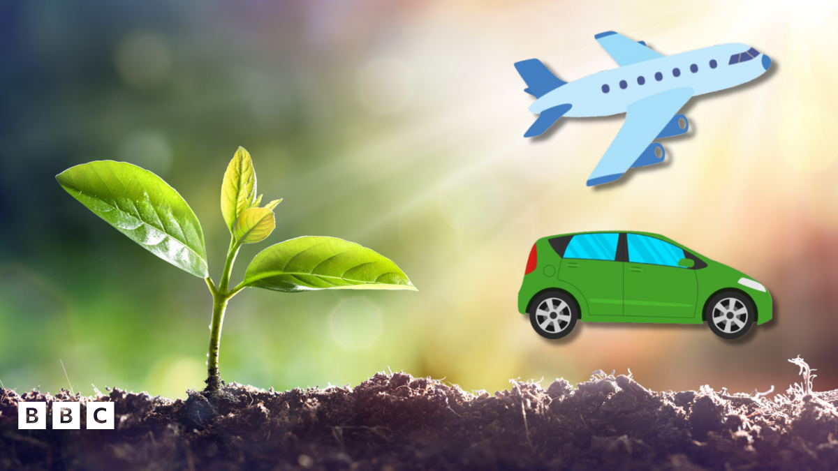 Scientists take inspiration from plants to power cars - BBC Newsround