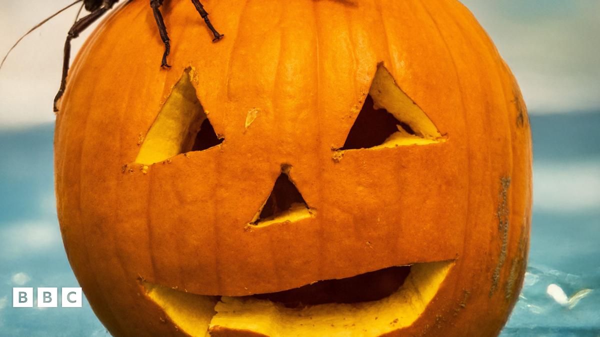 Pumpkins at Norfolk zoo a Halloween hit with the animals