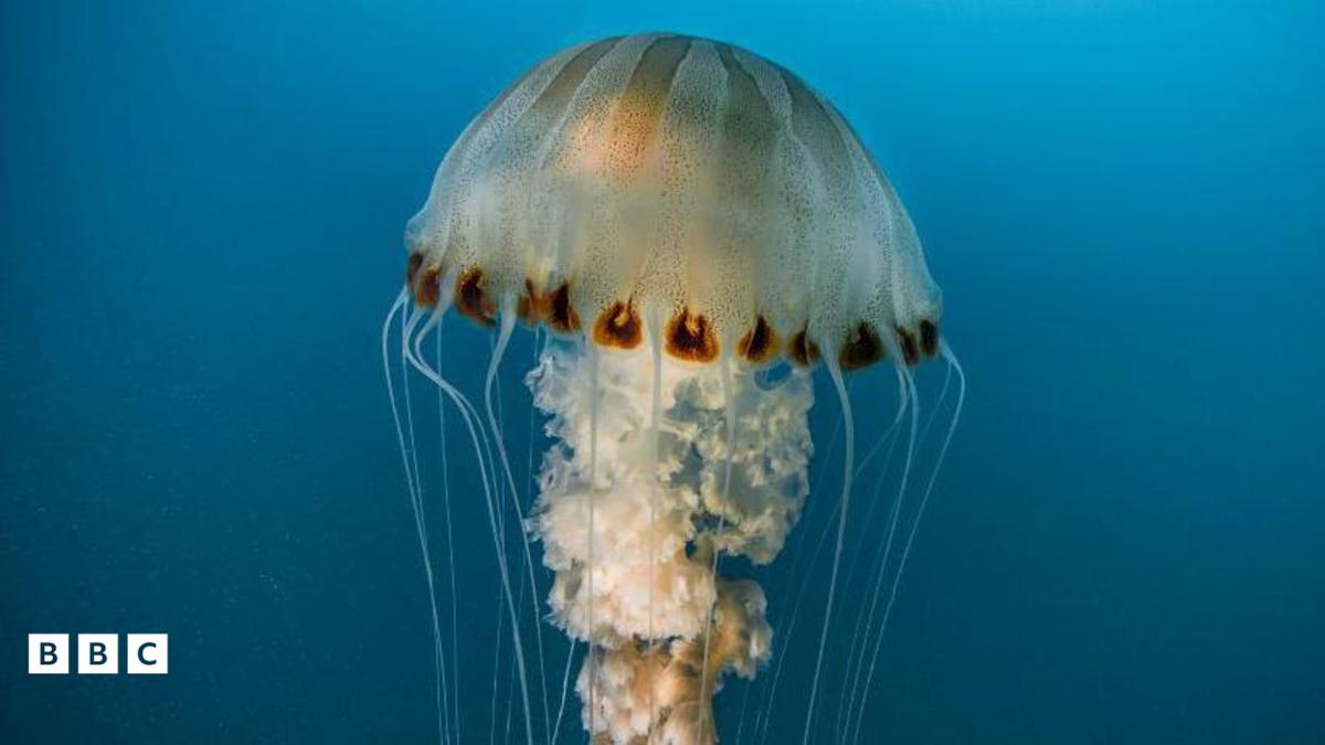 Jellyfish Spotted on England's Coast!