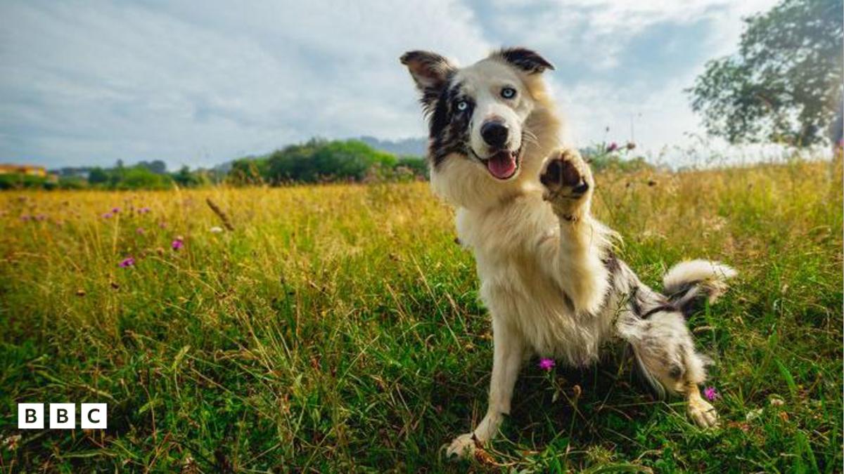Votre Chien est-il Gaucher ou Droitier?