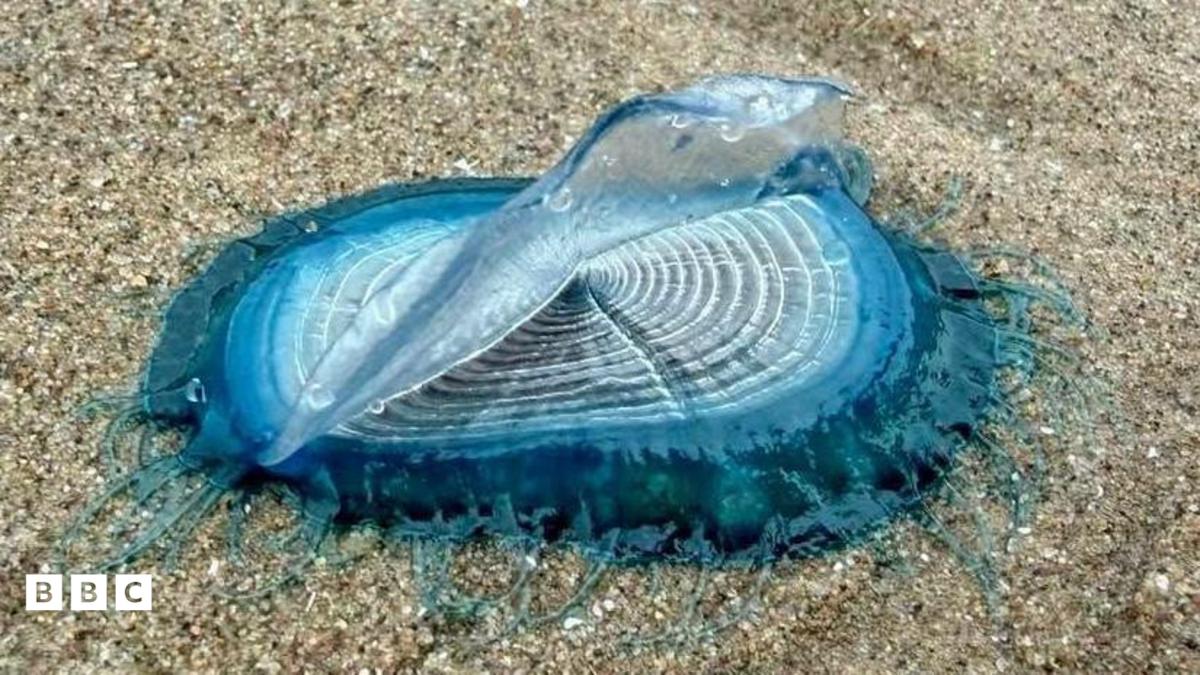 Criaturas marinas azules: Velella Velella