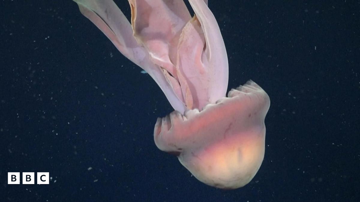 Giant ghost jellyfish filmed deep under the sea near Argentina