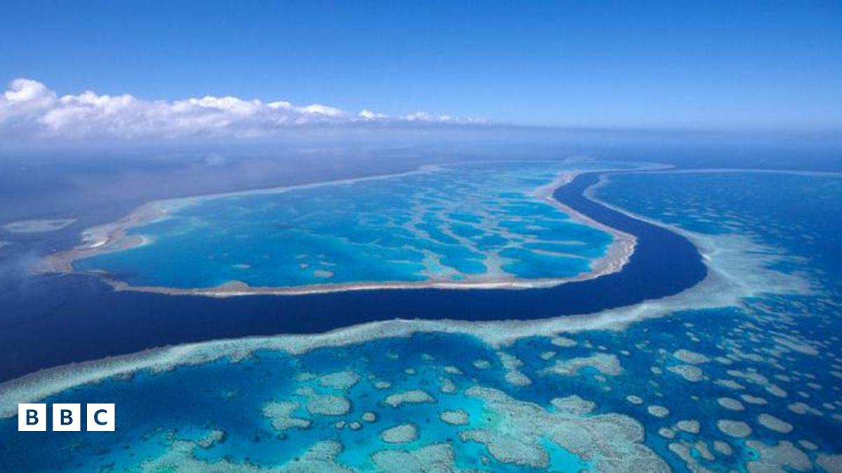Great Barrier Reef: Coral bleaching at 'catastrophic' levels in 2024