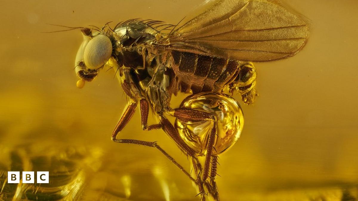 Stunning photos of the ancient insects caught in amber - BBC Newsround