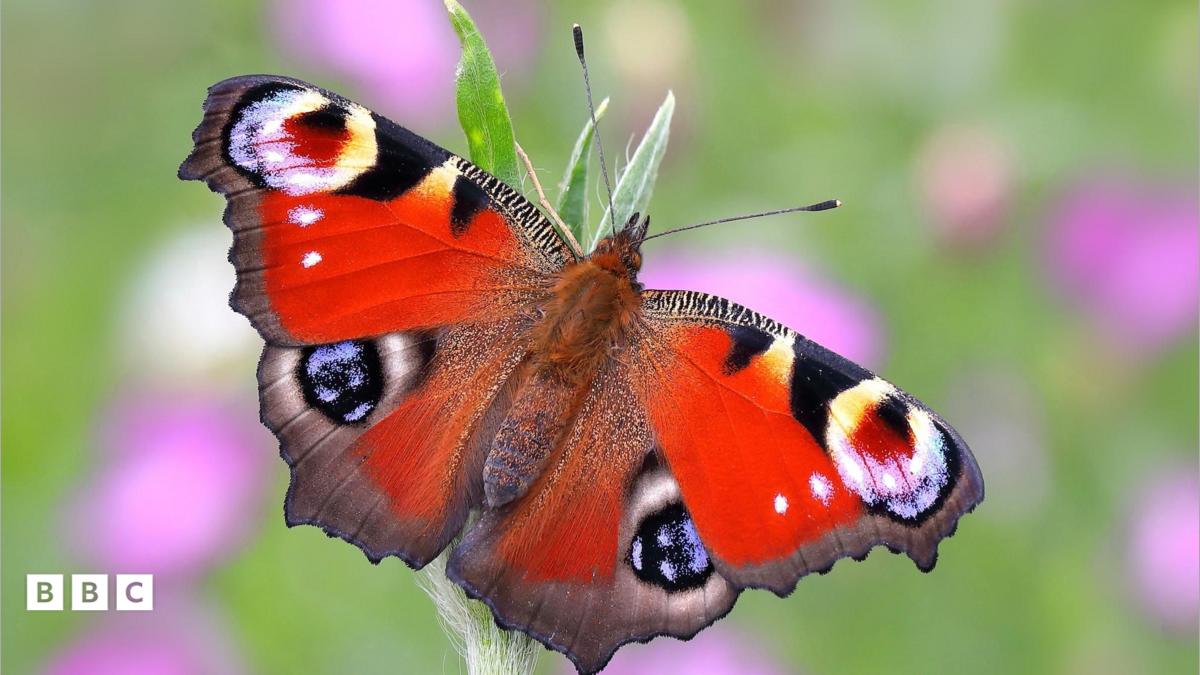 Le Papillon Préféré de l'Angleterre