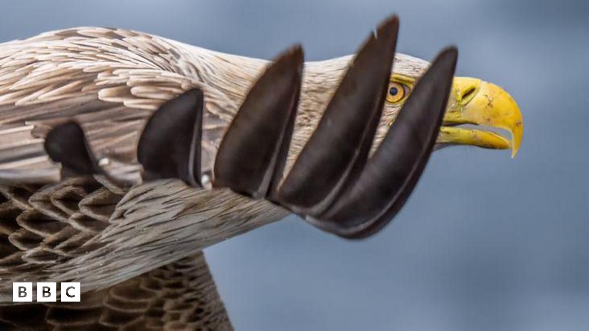 White-Tailed Eagles Return to Exmoor National Park