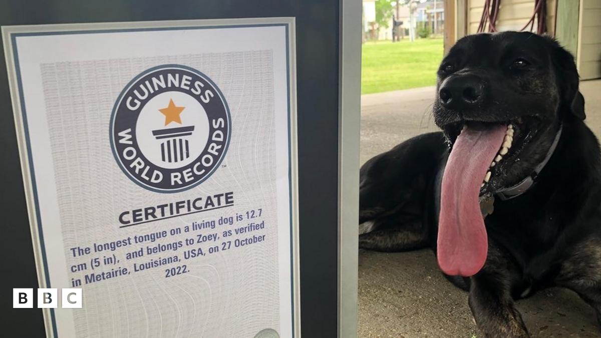 Guinness World Record Zoey has the world's longest tongue on a living