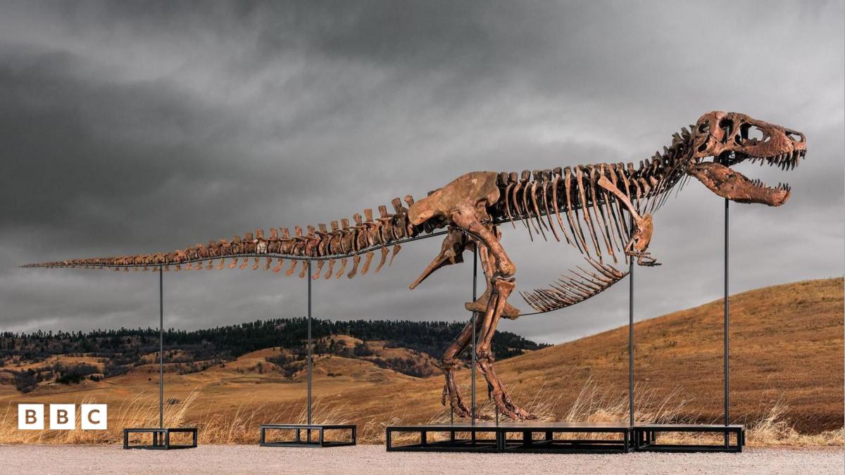Dinozor Rekoru: T-Rex 'Gus' 50 Milyon Dolar'a Satıldı!