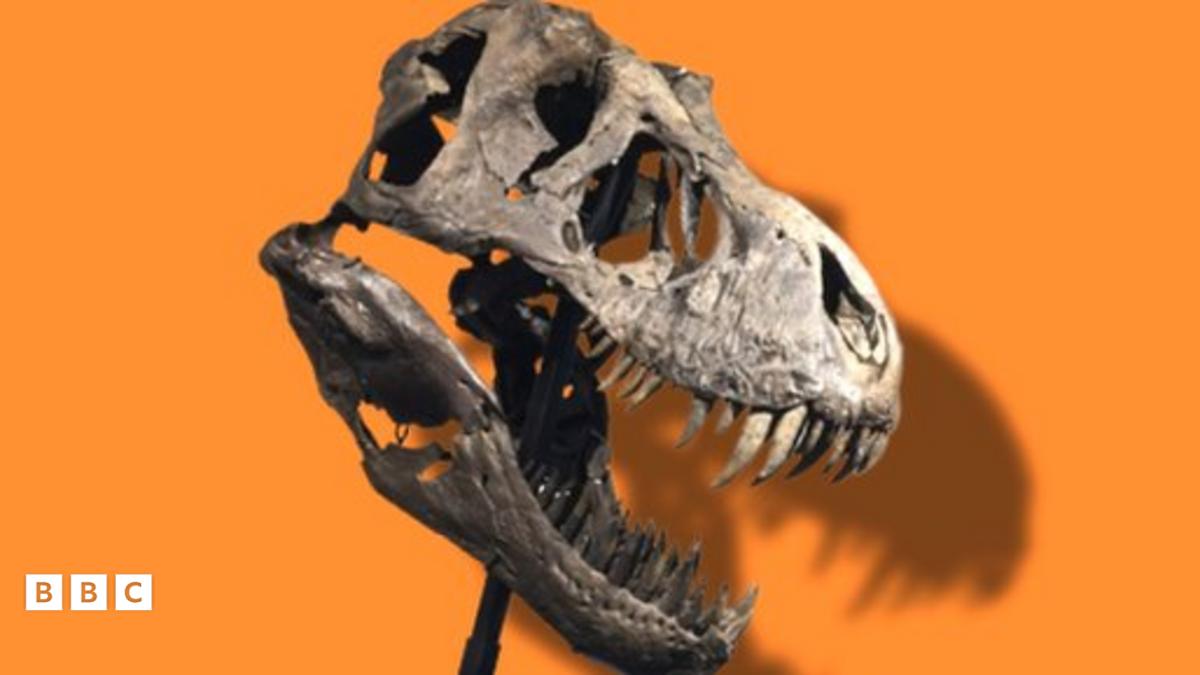 T. rex sells for more than $6m at auction in Switzerland - BBC