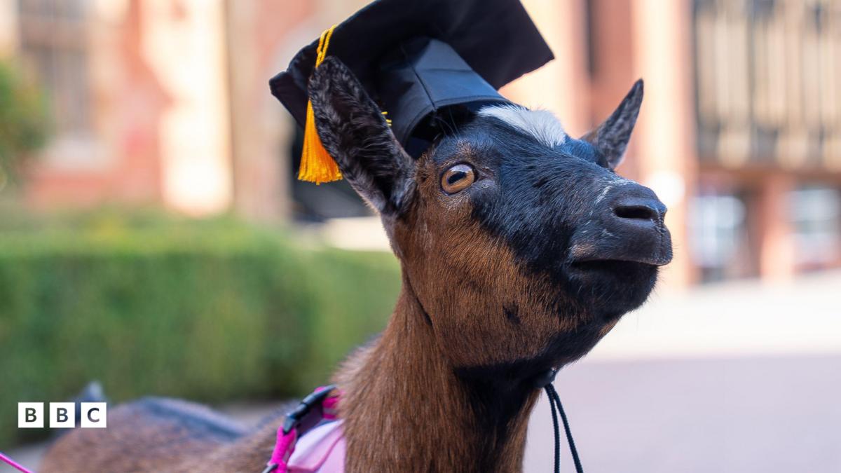 Pets Graduate from University!