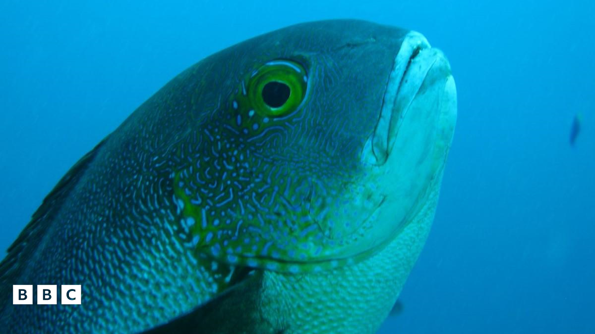 レナンドカフ YOURFACE 60's Tropical Fish _115785104_snapperfish1.png