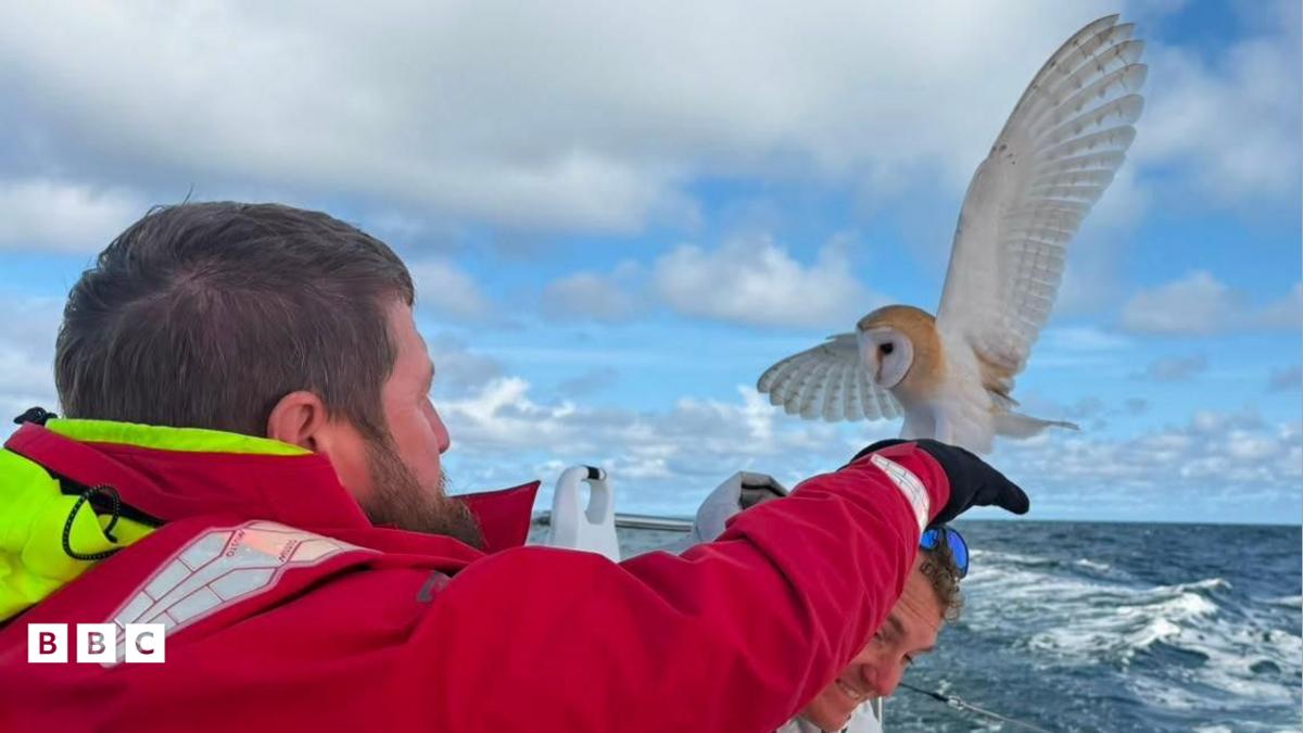 Little Reg the Brave Barn Owl's Big Sea Adventure