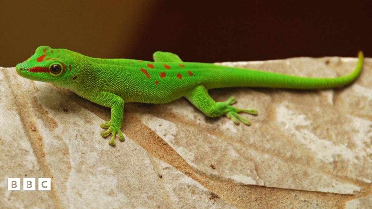 Gecko caught making prank phone calls in Hawaii BBC Newsround(00)