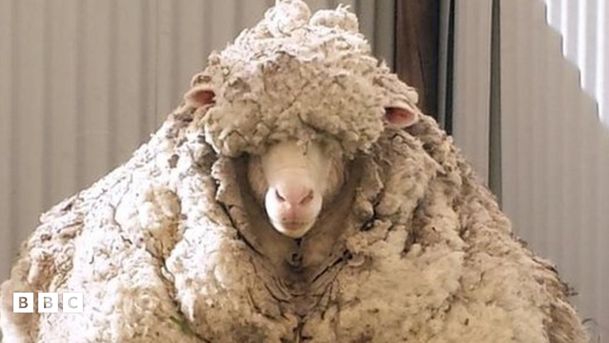 Overgrown Australian sheep Chris 'breaks world record' - BBC Newsround