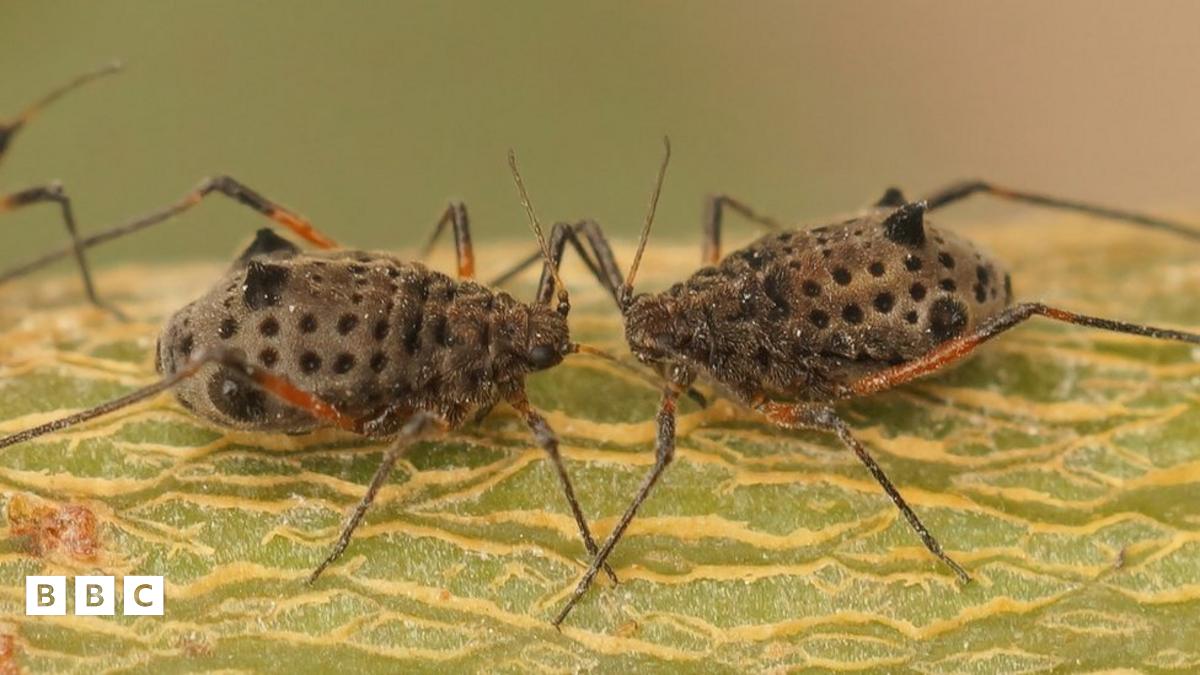 Giant willow aphid: Have you spotted this bug in your garden? - BBC ...