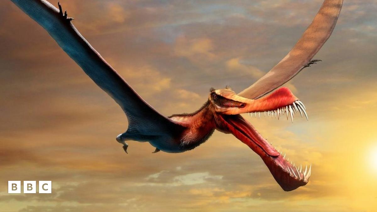 Pterosaur discovered in Australia 'closest thing to real life dragon ...