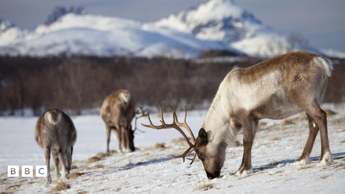 Reindeer eyes change colour to help them find food in the winter - BBC ...