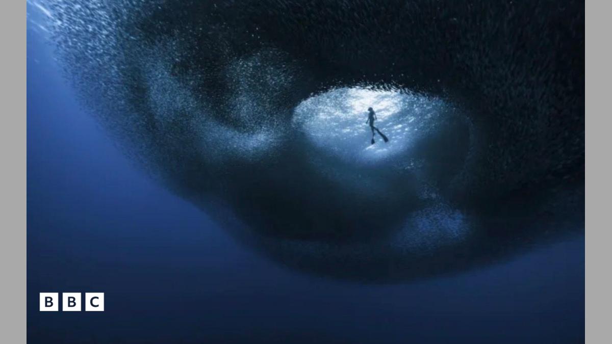Thousands of sardines swirl around a freediver, in a circular - almost whirlpool-like motion