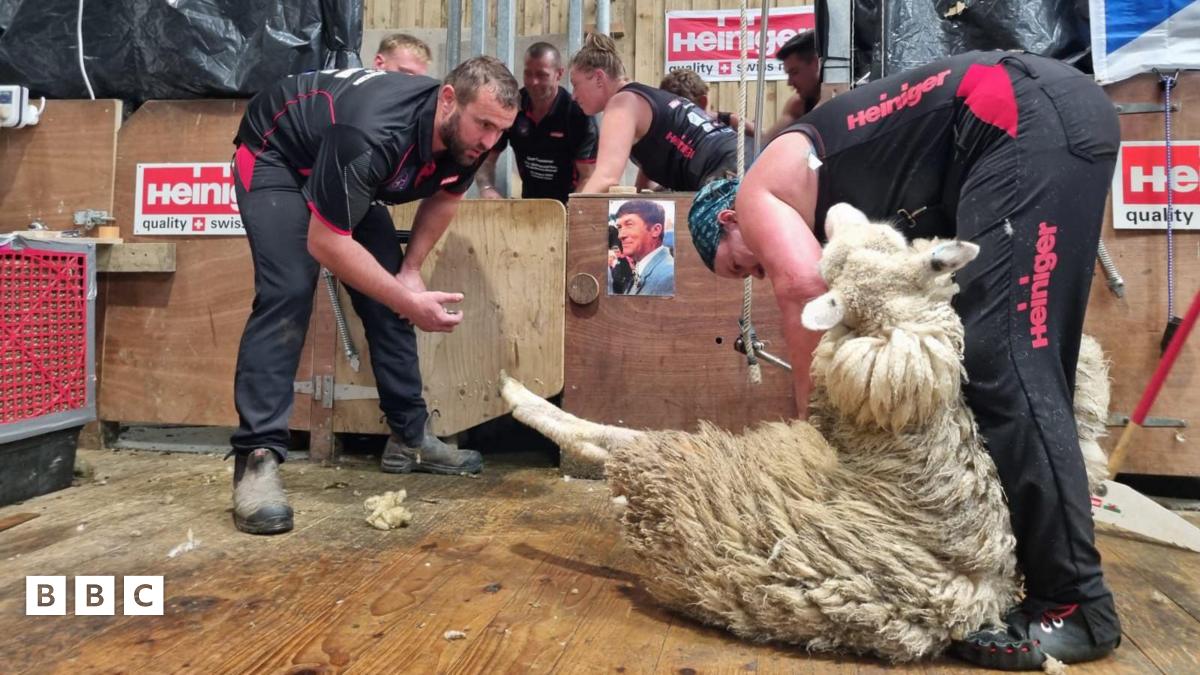 Why Sheep? ‎– Sampling Concerto 60f27ad0-5624-11ef-b082-