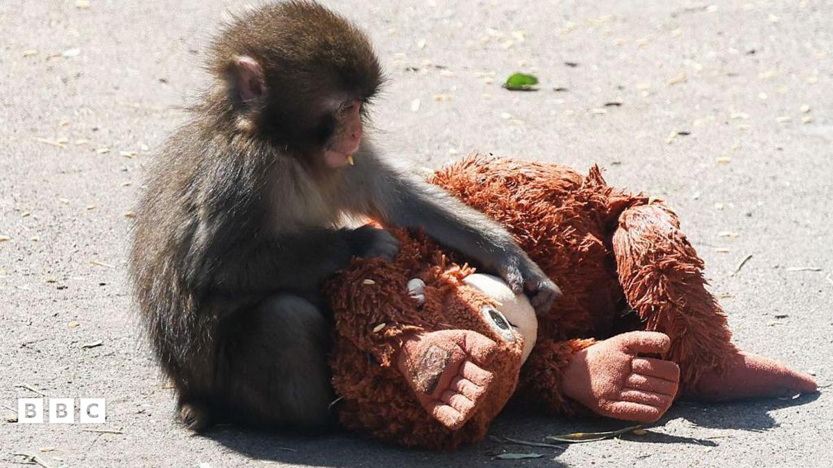 Punch the Monkey Receives Thousands of Birthday Cards