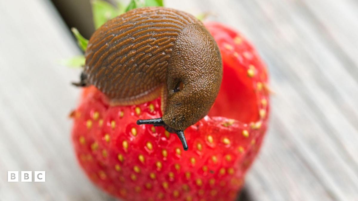夏天蛞蝓威胁草莓