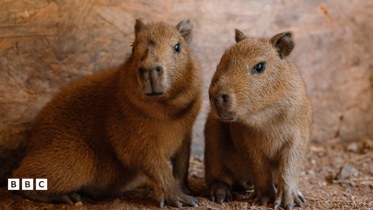 Capybara Babies Born in England!