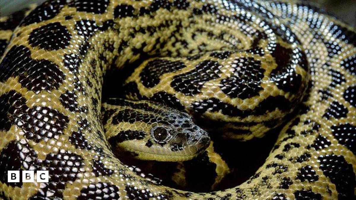 Fossils reveal anaconda snakes have been giants for millions of years