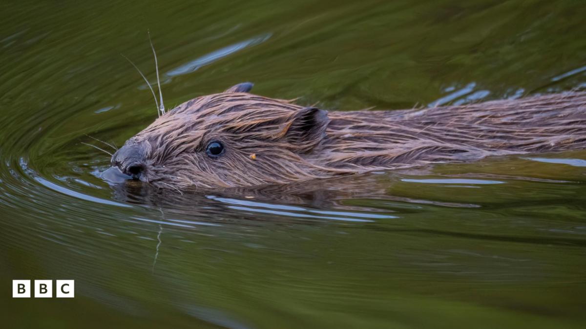 First Baby Beavers Born in Scotland's Highlands After 400 Years