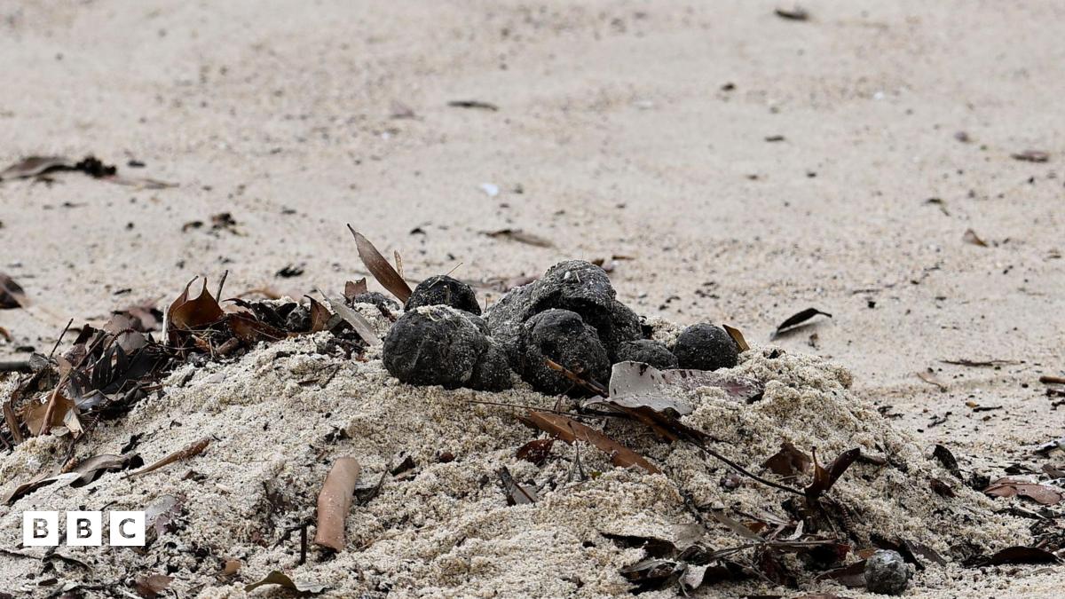 Mystery Sydney beach blobs examined by scientists BBC Newsround