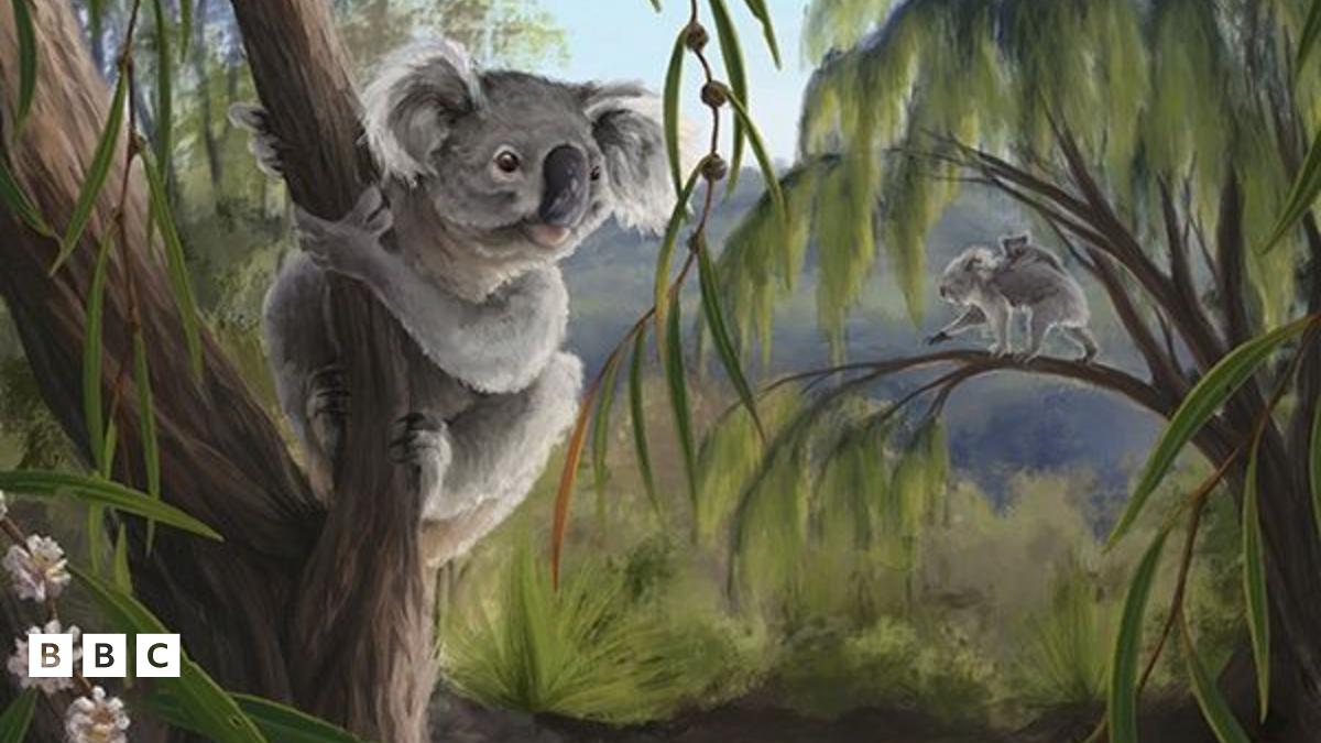 Découverte d'un Koala Ancien - Avec Des fossettes!