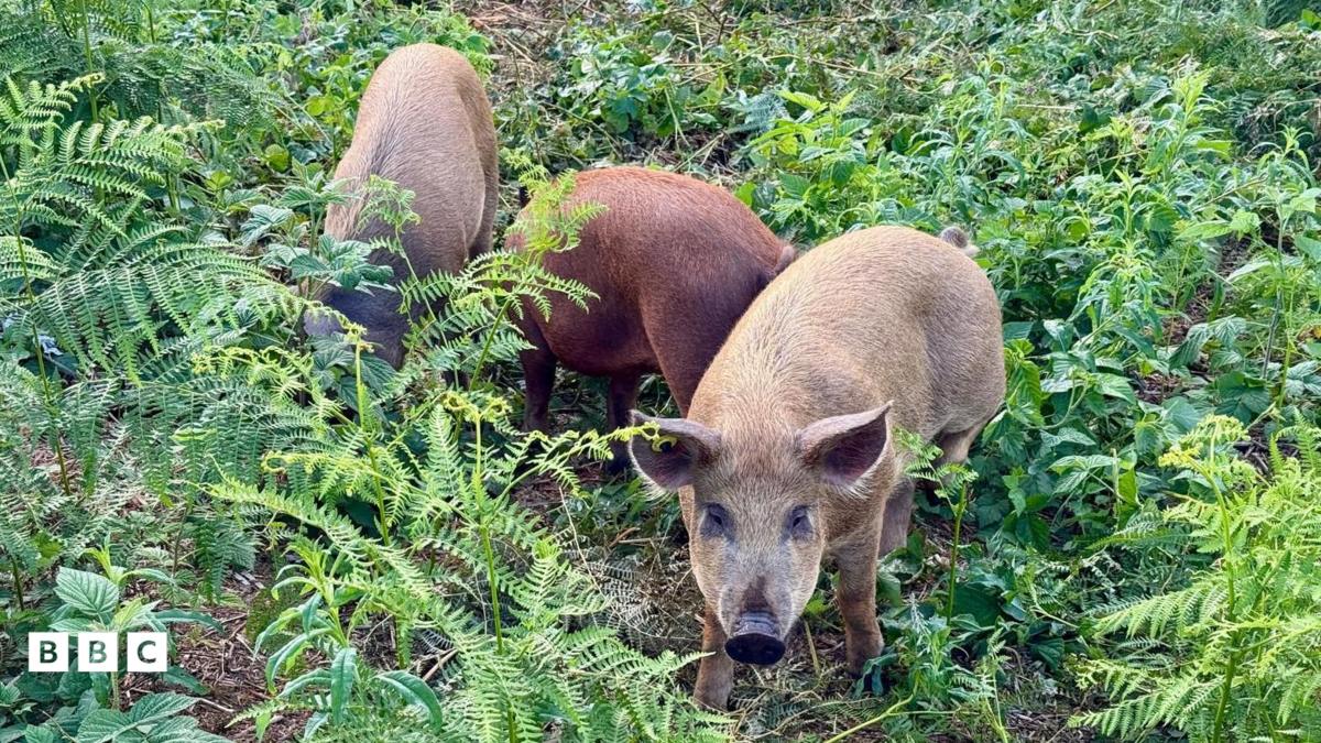 Hungrige Schweine retten die Welt
