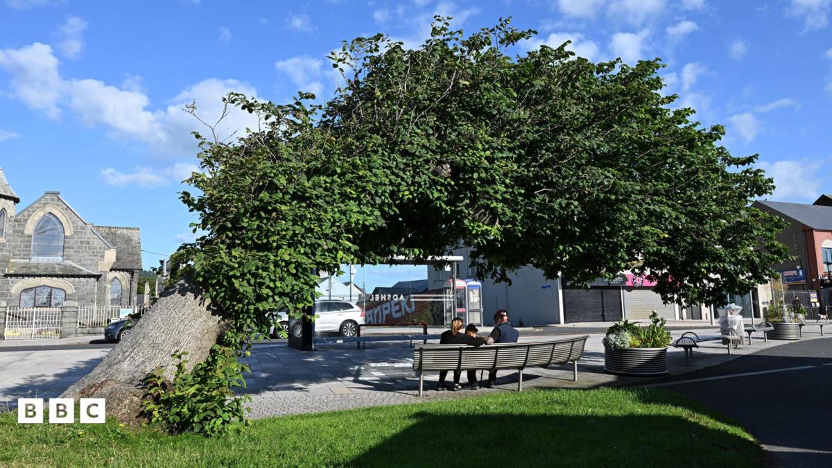 Which Tree Are You Supporting for the Tree of the Year Award?