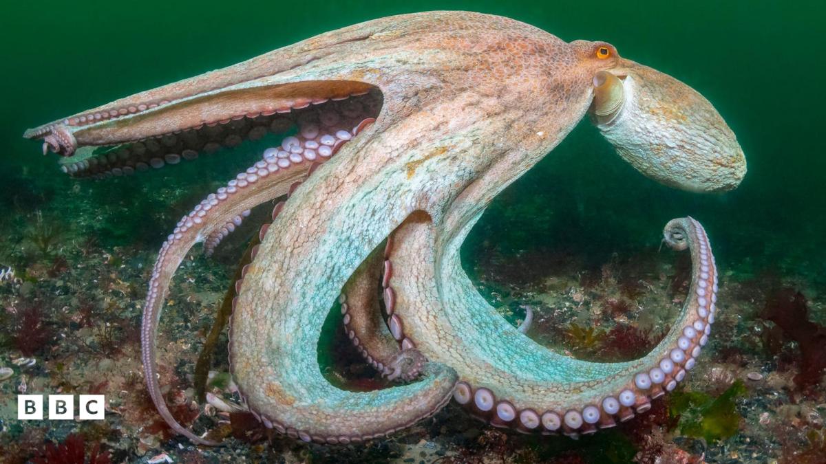 Octopus bloom spreads along UK coast to Scotland and Wales