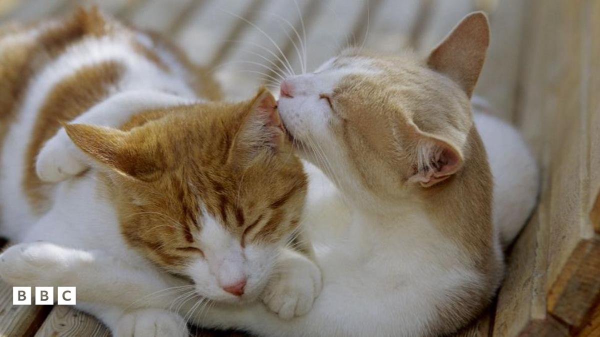 新闻:猫为什么会舔对方