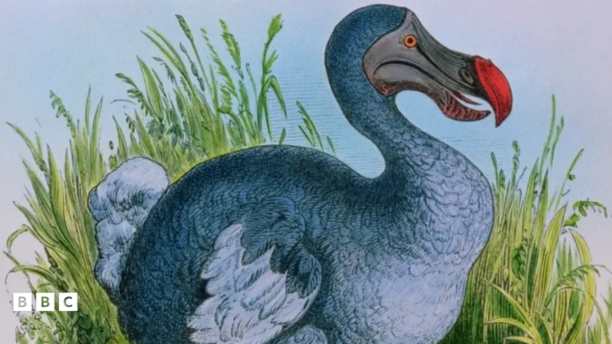 Photo: bbc.co.uk An illustration of a dodo