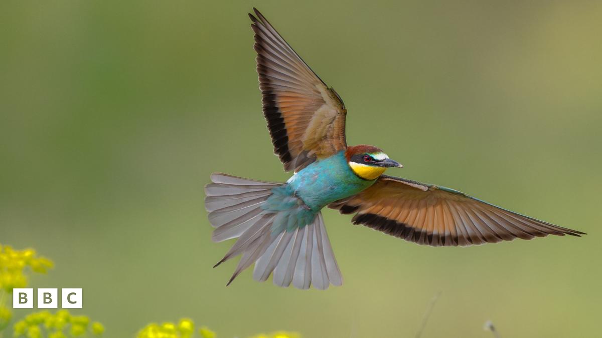 Young Photographers Honored in Bird Photographer of the Year 2025 Competition