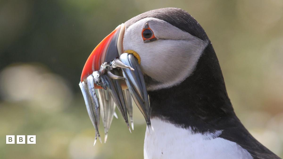 Puffin Chicks Spotted on Dorset Coast for the First Time in 30 Years
