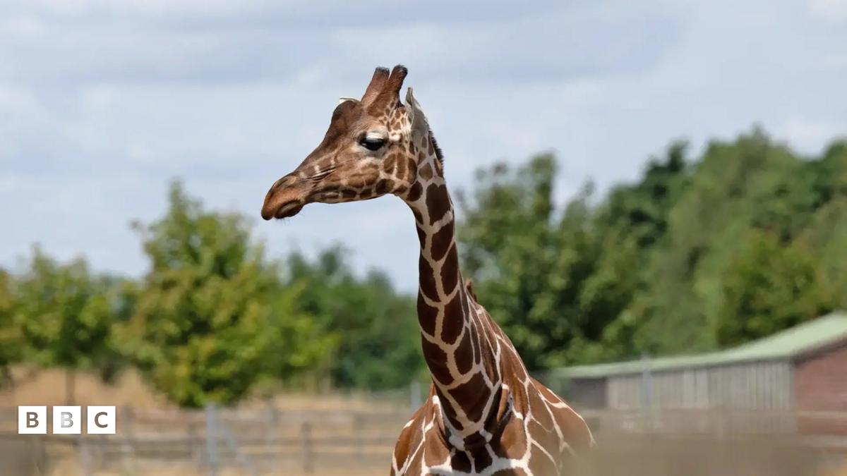 Banham Zoo Giraffe learns to use inhaler in UKfirst BBC Newsround