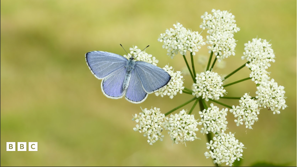 Will You Join the Big Butterfly Count?