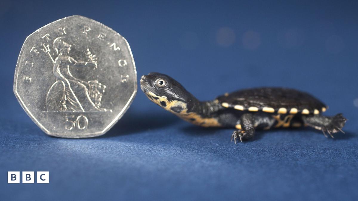 Rare tiny turtles born at Sea Life Centre - BBC Newsround