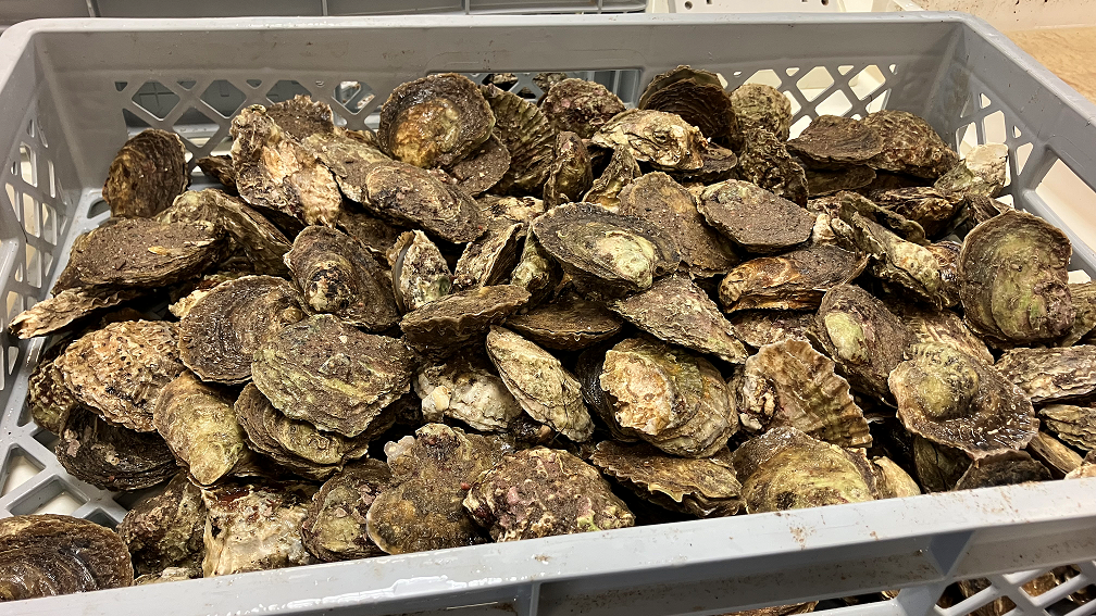 A plastic tray of some of the oysters that were being cleaned. 