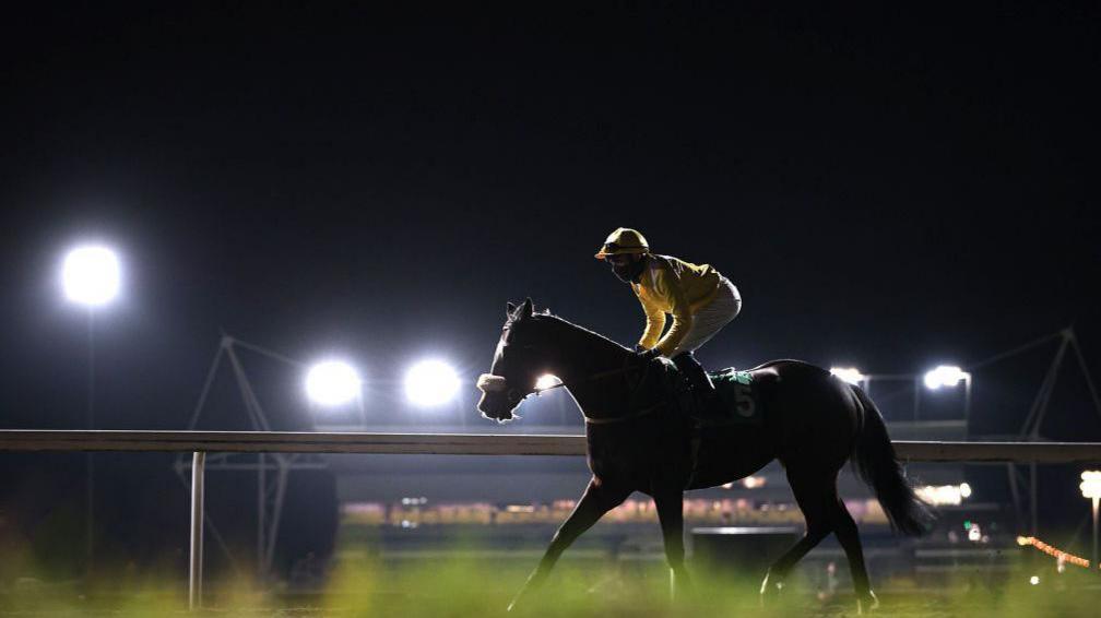 A racehorse at a darkened Kempton